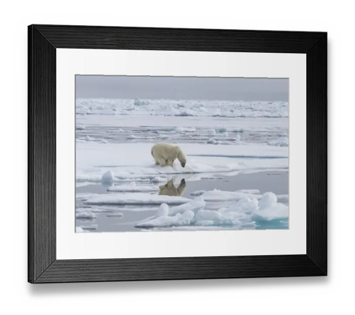 Framed Print : Polar bear (Ursus maritimus) looking at reflection, Svalbard, Norway Framed Print : Polar bear (Ursus maritimus) looking at reflection, Svalbard, Norway