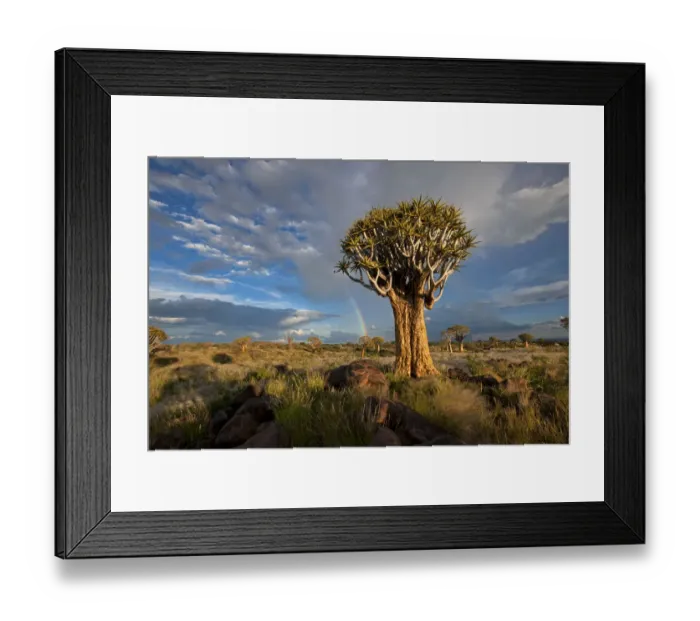 Framed Print : Quiver Tree Forest with a Rainbow after a Thunderstorm, Keetmanshoop, Namibia Framed Print : Quiver Tree Forest with a Rainbow after a Thunderstorm, Keetmanshoop, Namibia