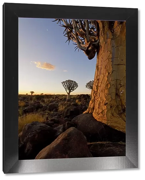 Close up photo of a Quiver Tree (Kokerboom) in the Quiver Tree Forest, Keetmanshoop, Namibia