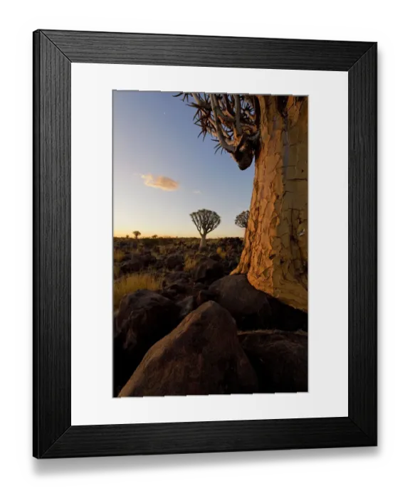 Framed Print : Close up photo of a Quiver Tree (Kokerboom) in the Quiver Tree Forest, Keetmanshoop, Namibia Framed Print : Close up photo of a Quiver Tree (Kokerboom) in the Quiver Tree Forest, Keetmanshoop, Namibia
