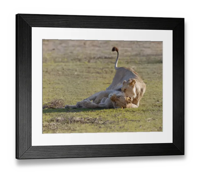 Framed Print : Sub adult lions, panthera leo, at play. These are sub adult lions and they will pend much of their time at play honing their hunting skills for future use. Image taken in the Auob river bed at the Kgalagadi Transfrontier Park, Northern Cape, South Africa Framed Print : Sub adult lions, panthera leo, at play. These are sub adult lions and they will pend much of their time at play honing their hunting skills for future use. Image taken in the Auob river bed at the Kgalagadi Transfrontier Park, Northern Cape, South Africa