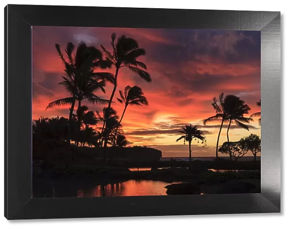 Silhouette of palm trees against sunset sky, Kauai, Hawaii, USA
