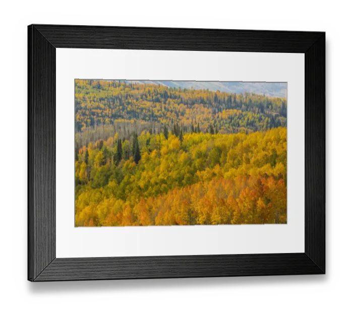 Framed Print : Landscape with autumn forest in Manti-La Sal National Forest, Utah, USA Framed Print : Landscape with autumn forest in Manti-La Sal National Forest, Utah, USA