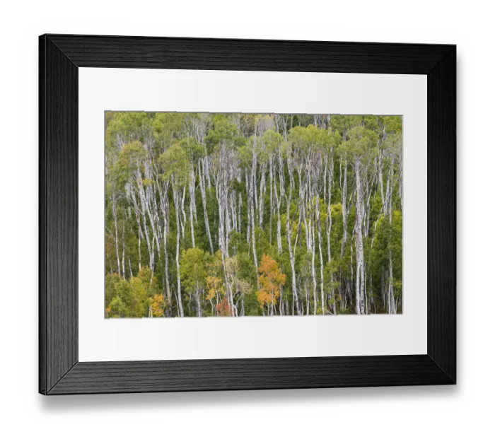 Framed Print : Aspen trees in Manti-La Sal National Forest, Utah, USA