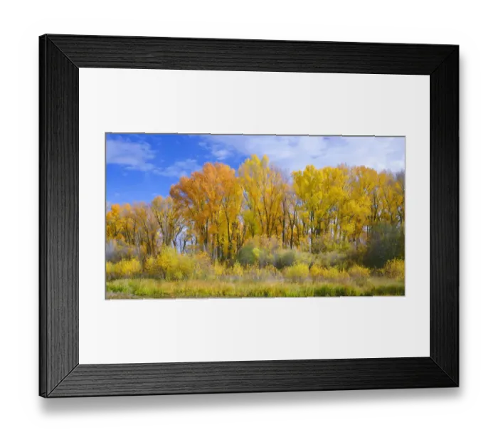 Framed Print : Narrowleaf cottonwood (Populus angustifolia) and willows in autumn along Gunnison River, Curecanti National Recreation Area, Colorado, USA Framed Print : Narrowleaf cottonwood (Populus angustifolia) and willows in autumn along Gunnison River, Curecanti National Recreation Area, Colorado, USA