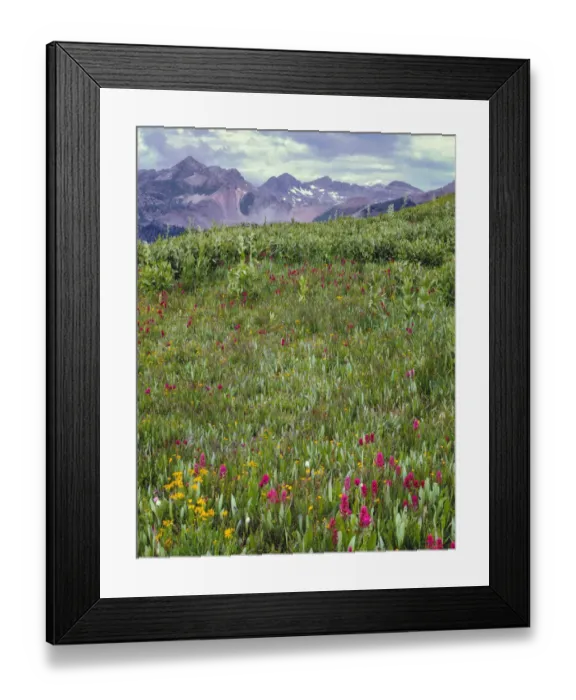 Framed Print : Bistort (Persicaria bistorta) and fleabane blooming beneath distant peaks of La Plata Mountains, San Juan National Forest, Colorado, USA Framed Print : Bistort (Persicaria bistorta) and fleabane blooming beneath distant peaks of La Plata Mountains, San Juan National Forest, Colorado, USA