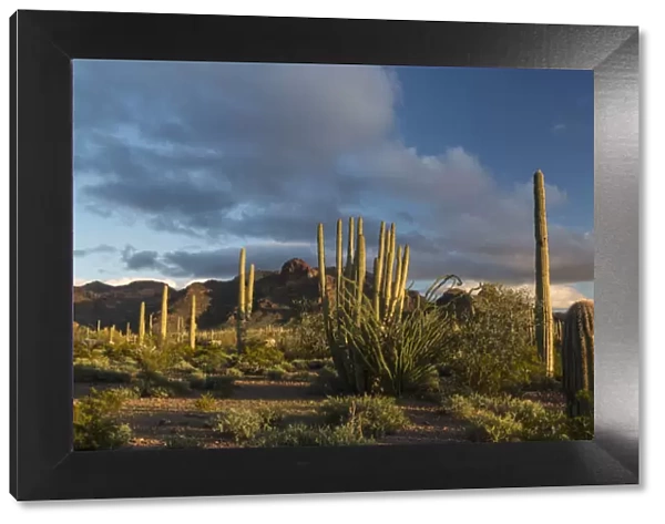 Sunset over desert habitat, Organ Pipe Cactus National Monument, Arizona, USA