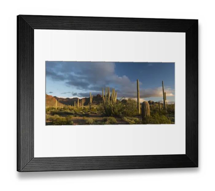 Framed Print : Sunset over desert habitat, Organ Pipe Cactus National Monument, Arizona, USA Framed Print : Sunset over desert habitat, Organ Pipe Cactus National Monument, Arizona, USA