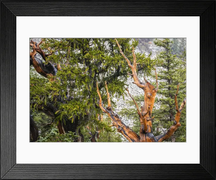 Framed Print : Bristlecone pine tree, Great Basin National Park, Nevada, USA
