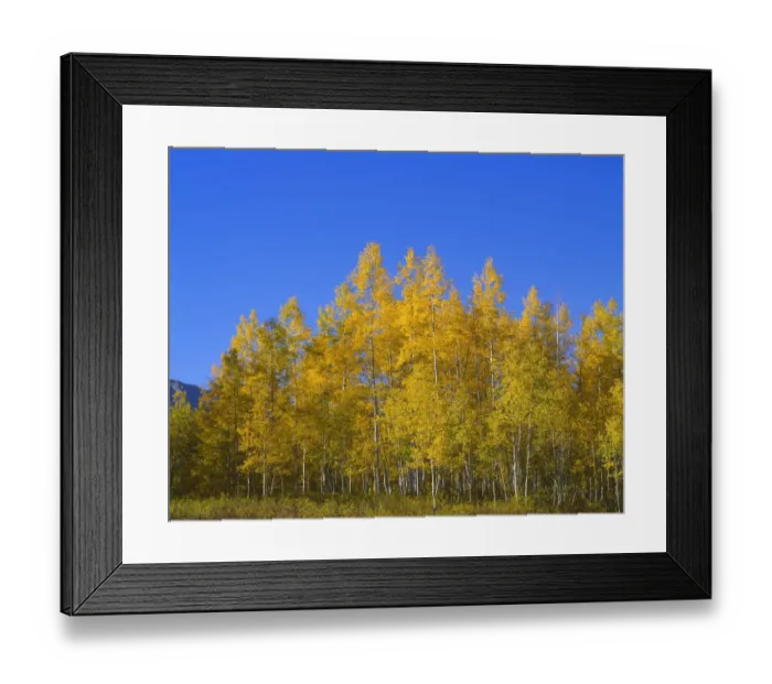 Framed Print : Aspen trees (Populus tremuloides) against blue sky, Gunnison National Forest, Colorado, USA Framed Print : Aspen trees (Populus tremuloides) against blue sky, Gunnison National Forest, Colorado, USA