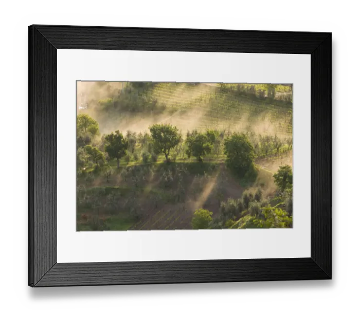 Framed Print : Fog wafting through trees below Montalcino, Tuscany, Italy Framed Print : Fog wafting through trees below Montalcino, Tuscany, Italy