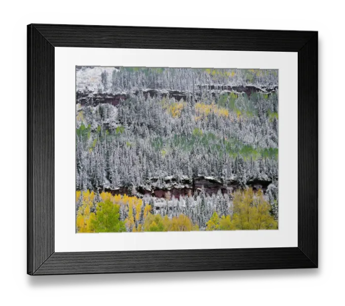 Framed Print : Forest in snow, San Juan Range Mountains, Uncompahgre National Forest, Colorado, USA Framed Print : Forest in snow, San Juan Range Mountains, Uncompahgre National Forest, Colorado, USA