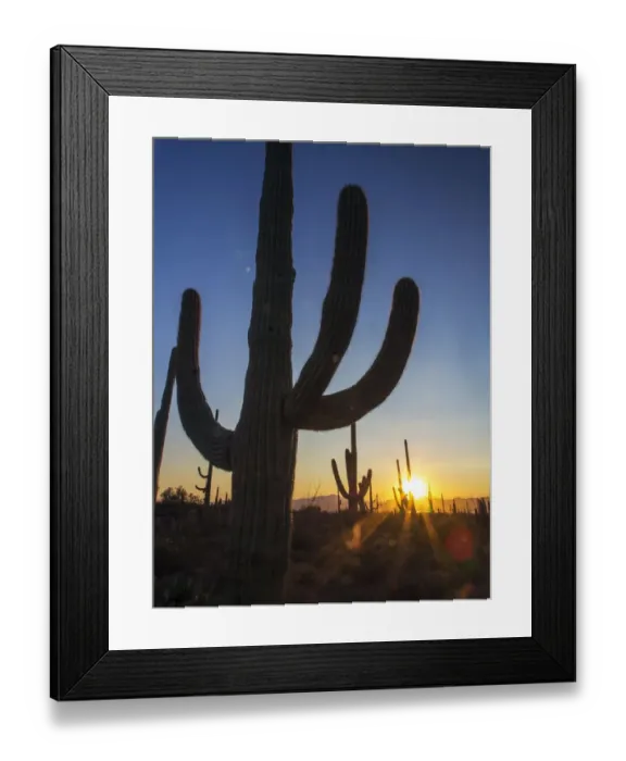 Framed Print : Sonoran Desert and Saguaro Catus of Saguaro National Park, Arizona, USA Framed Print : Sonoran Desert and Saguaro Catus of Saguaro National Park, Arizona, USA