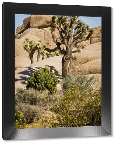 Jumbo Rocks of granite during Drought Spotlight number 3, Route 66, Mohave Desert, Joshua Tree National Park, Southern California, USA