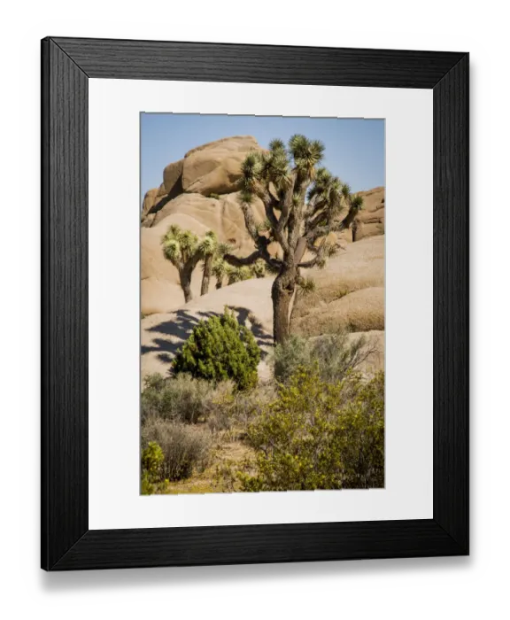 Framed Print : Jumbo Rocks of granite during Drought Spotlight number 3, Route 66, Mohave Desert, Joshua Tree National Park, Southern California, USA Framed Print : Jumbo Rocks of granite during Drought Spotlight number 3, Route 66, Mohave Desert, Joshua Tree National Park, Southern California, USA
