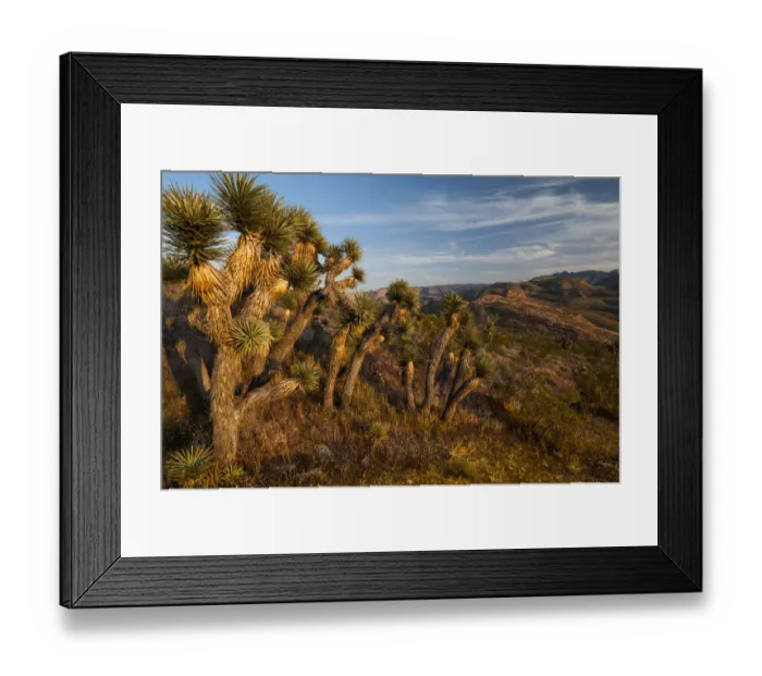 Framed Print : Landscape with Joshua trees (Yucca brevifolia) in Mojave Wilderness Area, Utah, USA Framed Print : Landscape with Joshua trees (Yucca brevifolia) in Mojave Wilderness Area, Utah, USA