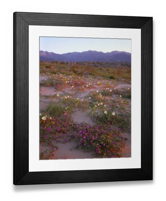 Framed Print : Desert sand verbena (Abronia villosa) and dune evening primrose (Oenothera deltoides) blooming on dunes at sunrise with Santa Rosa Mountains in distance, Anza Borrego Desert State Park, California, USA