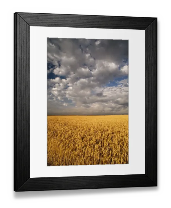 Framed Print : Summer morning wheat fields on South Dakota prairie, South Dakota, USA Framed Print : Summer morning wheat fields on South Dakota prairie, South Dakota, USA