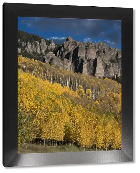 Autumn aspen trees (Populus tremuloides) in Uncompahgre National Forest, Owl Creek Pass, Colorado, USA
