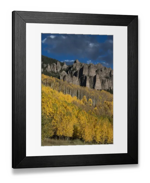 Framed Print : Autumn aspen trees (Populus tremuloides) in Uncompahgre National Forest, Owl Creek Pass, Colorado, USA Framed Print : Autumn aspen trees (Populus tremuloides) in Uncompahgre National Forest, Owl Creek Pass, Colorado, USA