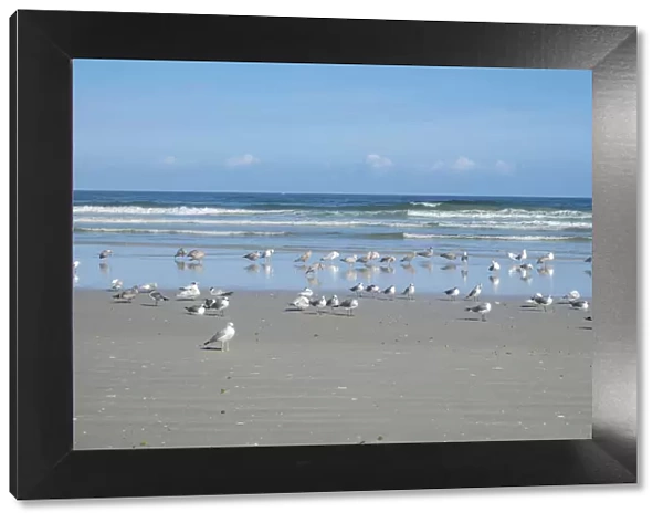 Flock of Royal terns (Thalasseus maximus) on beach, New Smyrna Beach, Florida, USA