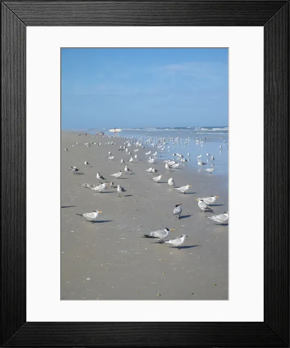 Framed Print : Flock of Royal terns (Thalasseus maximus) on beach, New Smyrna Beach, Florida, USA