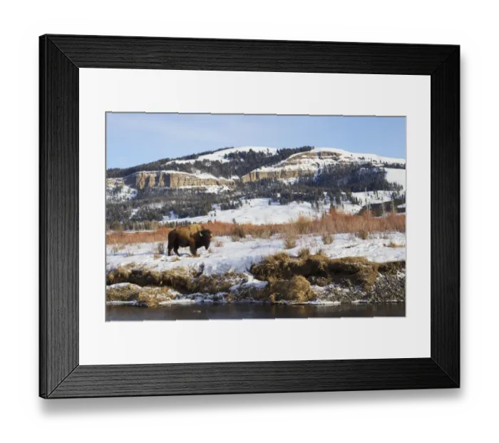 Framed Print : Bison Bull (Bison bison) on Late Winter in Lamar Valley, Wyoming, USA Framed Print : Bison Bull (Bison bison) on Late Winter in Lamar Valley, Wyoming, USA