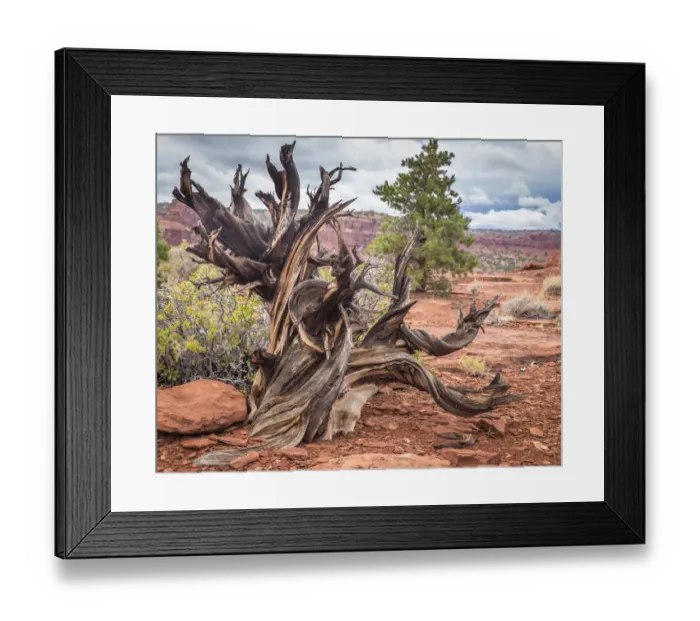 Framed Print : Gnarled juniper tree on barren ground in Capitol Reef National Park, Utah, USA Framed Print : Gnarled juniper tree on barren ground in Capitol Reef National Park, Utah, USA
