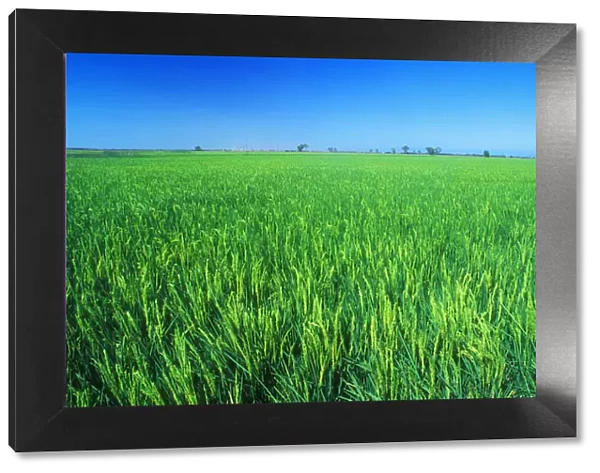 Green rice crop, Sacramento Valley, Central Valley of California, USA