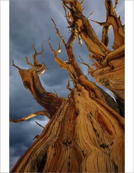 Bristlecone pine tree, White Mountains Wilderness, California, USA