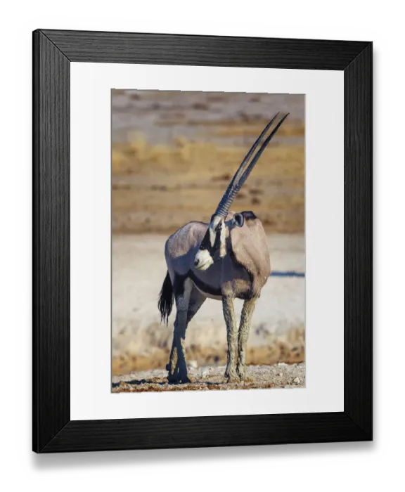 Framed Print : African animal, African wildlife, Animals, Animals in the Wild, Antelope, Arid climate Framed Print : African animal, African wildlife, Animals, Animals in the Wild, Antelope, Arid climate