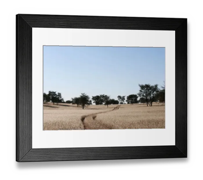 Framed Print : Vehicle tracks through dry grass in the Kalahari. Stampriet District, Namibia Framed Print : Vehicle tracks through dry grass in the Kalahari. Stampriet District, Namibia