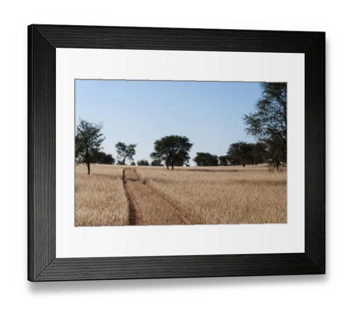 Framed Print : Vehicle tracks through dry grass in the Kalahari. Stampriet District, Namibia Framed Print : Vehicle tracks through dry grass in the Kalahari. Stampriet District, Namibia