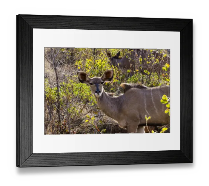 Framed Print : Greater Kudu, Mabalingwe reserve, Limpopo, South Africa Framed Print : Greater Kudu, Mabalingwe reserve, Limpopo, South Africa