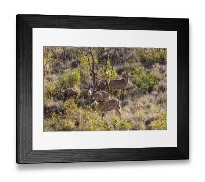 Framed Print : Greater Kudu, Mabalingwe reserve, Limpopo, South Africa Framed Print : Greater Kudu, Mabalingwe reserve, Limpopo, South Africa
