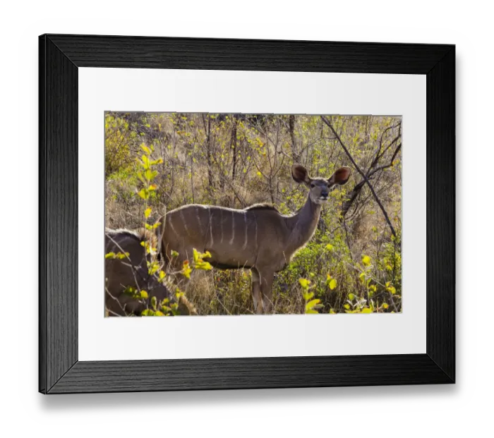 Framed Print : Greater Kudu, Mabalingwe reserve, Limpopo, South Africa Framed Print : Greater Kudu, Mabalingwe reserve, Limpopo, South Africa