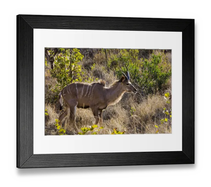 Framed Print : Greater Kudu, Mabalingwe reserve, Limpopo, South Africa Framed Print : Greater Kudu, Mabalingwe reserve, Limpopo, South Africa