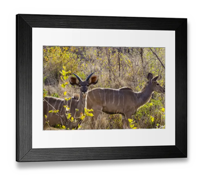 Framed Print : Greater Kudu, Mabalingwe reserve, Limpopo, South Africa Framed Print : Greater Kudu, Mabalingwe reserve, Limpopo, South Africa