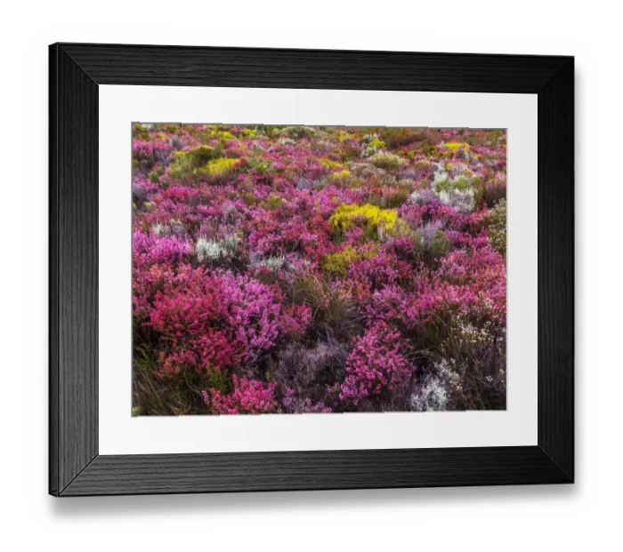 Framed Print : fynbos, bio-diversity, floral kingdom, indigenous, heather, shrubs, mountains cape Framed Print : fynbos, bio-diversity, floral kingdom, indigenous, heather, shrubs, mountains cape