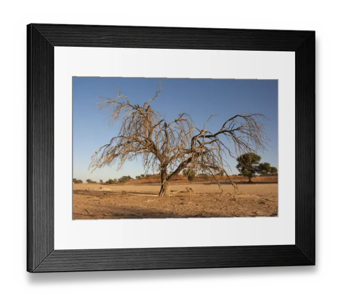 Framed Print : Dead and dried tree in the Auob river, Kgalagadi Transfrontier Park