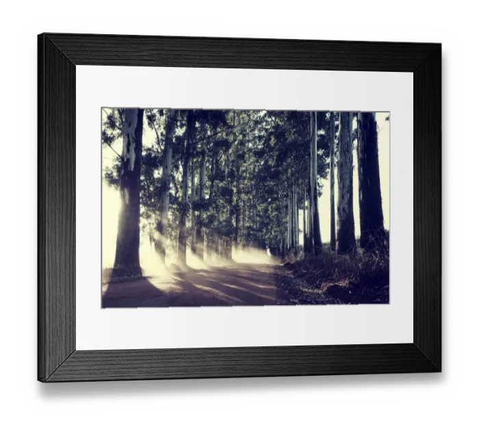 Framed Print : Dirt road with avenue of Blue Gum trees - Messina South Africa Framed Print : Dirt road with avenue of Blue Gum trees - Messina South Africa