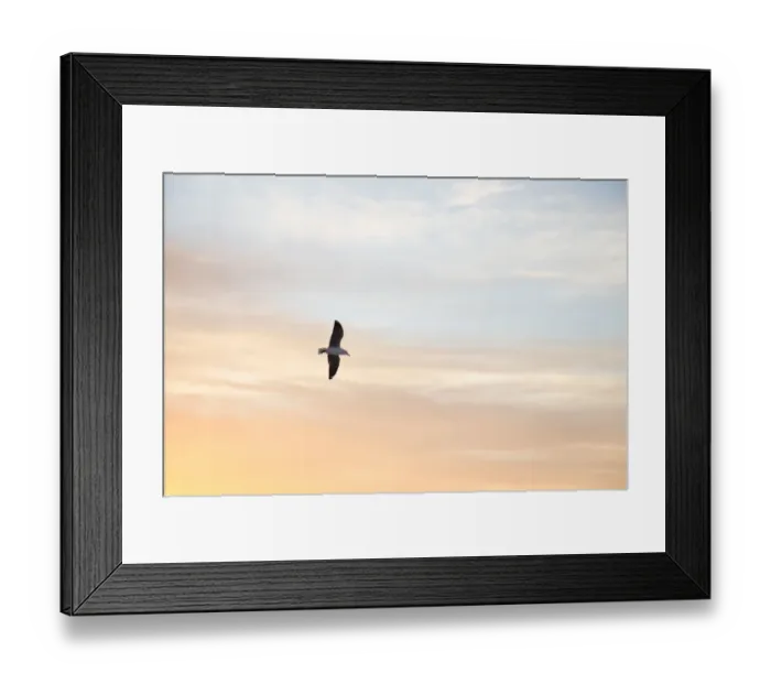 Framed Print : Seagull, Seapoint, flying, seabird, blue, orange, sky, sunset, clouds, spread, wings Framed Print : Seagull, Seapoint, flying, seabird, blue, orange, sky, sunset, clouds, spread, wings