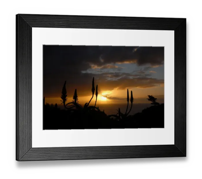 Framed Print : Silhouetted Aloe Ferox against sunset and the Atlantic Ocean, Suikerbossie, Western Cape, South Africa