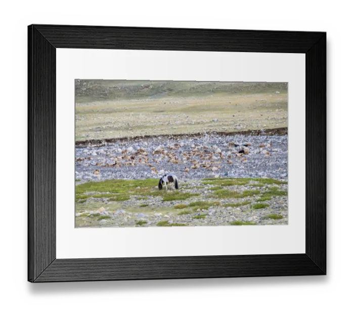 Framed Print : Horses (Equus ferus caballus) grazing alongside river, Gashuun Suhayt, Khovd Province, Mongolia