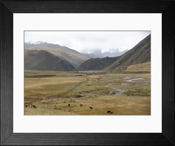 Framed Print : Group of cows grazing in valley, Juta, Mtskheta, Georgia Framed Print : Group of cows grazing in valley, Juta, Mtskheta, Georgia