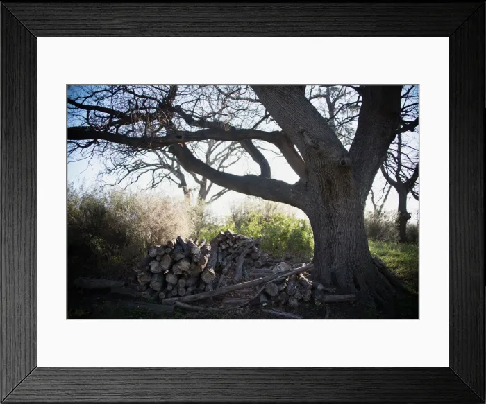 Framed Print : Chopped wood beneath an old Oak tree, Hermanus, Western Cape, South Africa Framed Print : Chopped wood beneath an old Oak tree, Hermanus, Western Cape, South Africa
