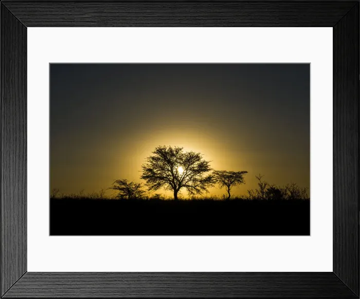 Framed Print : Camel Thorn Acacia Trees at sunset, Kgalagadi Tranfrontier Park, Northern Cape, South Africa Framed Print : Camel Thorn Acacia Trees at sunset, Kgalagadi Tranfrontier Park, Northern Cape, South Africa