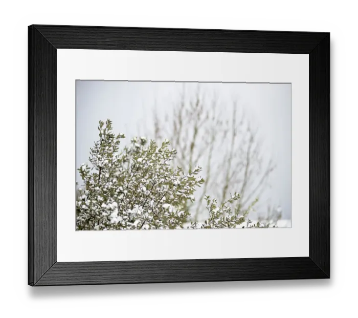 Framed Print : Istanbul, Turkey, Snow, Forest, Tree, Winter, Cold, Tranquillity, Landscape, Photography Framed Print : Istanbul, Turkey, Snow, Forest, Tree, Winter, Cold, Tranquillity, Landscape, Photography
