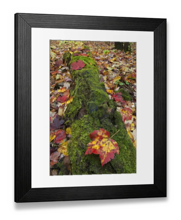 Framed Print : A ground level view of a moss covered log and fallen Sugar Maple leaves (acer saccharum) at Southbranch, Baxter State Park, Maine, USA Framed Print : A ground level view of a moss covered log and fallen Sugar Maple leaves (acer saccharum) at Southbranch, Baxter State Park, Maine, USA