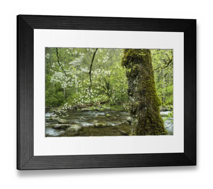Framed Print : A flowering dogwood (Cornus Florida) overhangs the gentle flow of Middle Prong of the Little River near Tremont, Great Smoky Mountains National Park, Tennessee, USA Framed Print : A flowering dogwood (Cornus Florida) overhangs the gentle flow of Middle Prong of the Little River near Tremont, Great Smoky Mountains National Park, Tennessee, USA
